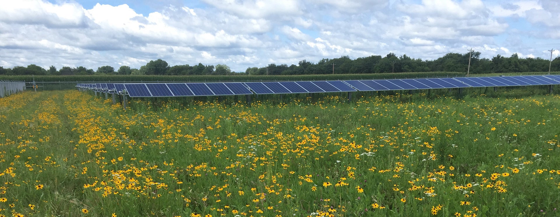 Leading the Way in Renewable Energy